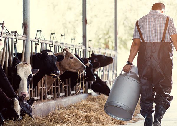 cows in their stalls eating hay and a farmer walking past holding a large milk barrel