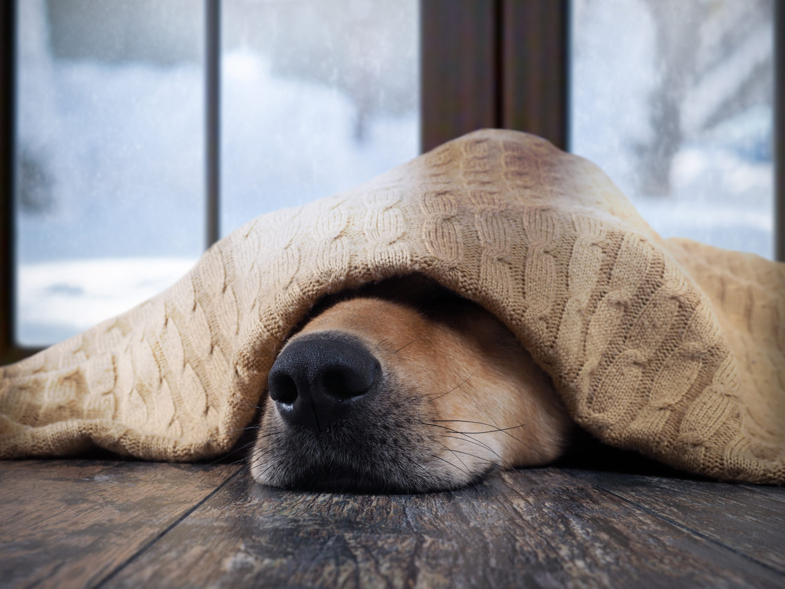 Dog nose poking out of blanket